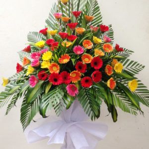 Hoa Khai Trương – Phát đạt