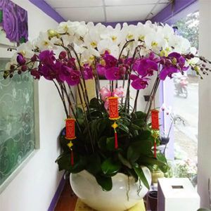 Các Loại Hoa Lan