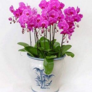 Hoa Lan – Hồ Điệp