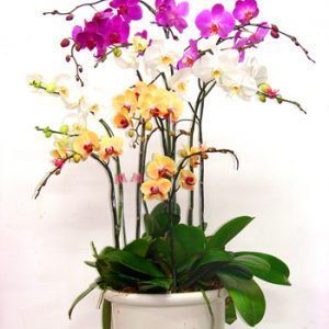 Hoa Lan – Hồ Điệp