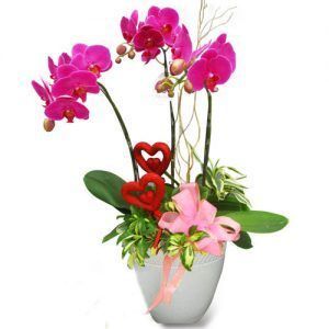 Hoa Lan – Hồ Điệp