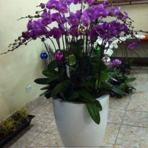 Hoa Lan – Hồ Điệp