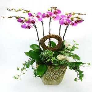 Hoa Lan – Hồ Điệp
