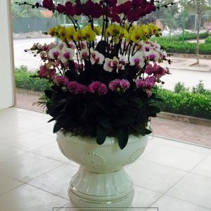 Hoa Lan – Hồ Điệp