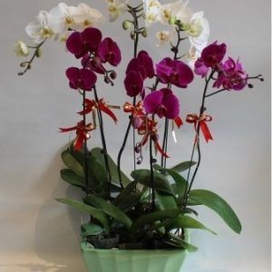 Hoa Lan – Hồ Điệp