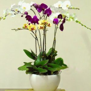 Hoa Lan – Hồ Điệp