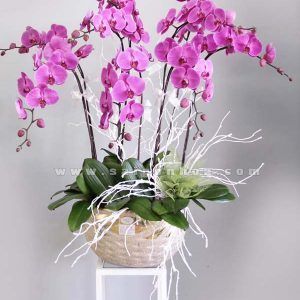 Hoa Lan – Hồ Điệp