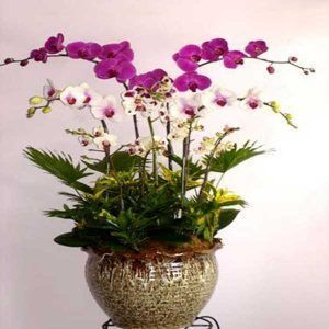 Hoa Lan – Hồ Điệp