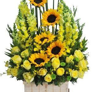 HOA HỘP – SUM HỌP